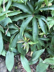 Microsphaeropsis hellebori