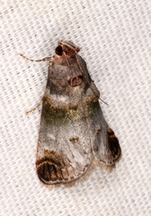 Oneida lunulalis