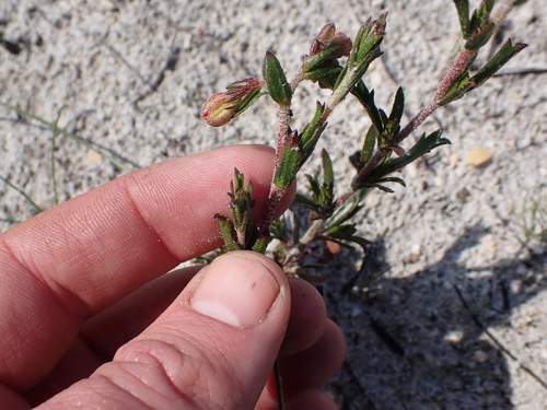 Image of Hermannia rudis by (c) Eugene Hahndiek, some rights reserved (CC BY-SA)