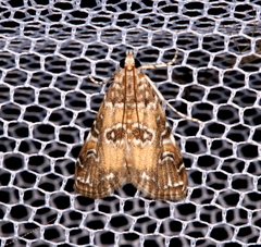 Elophila gyralis