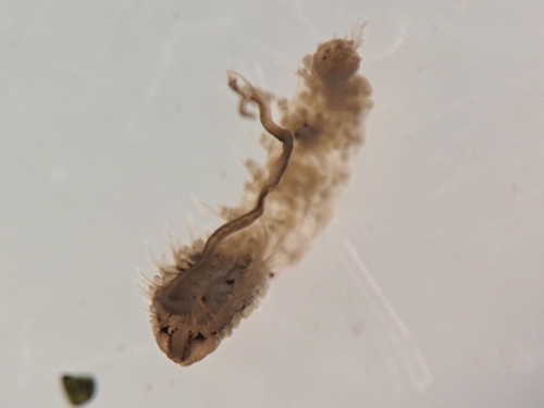 Bristleworm