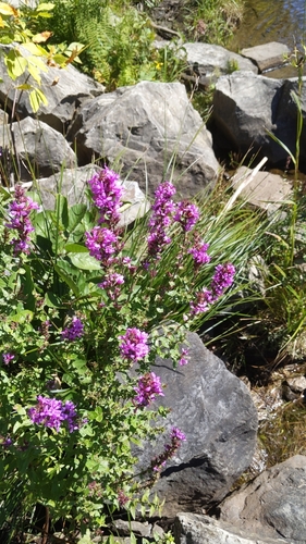 Lythrum salicaria — photo 1