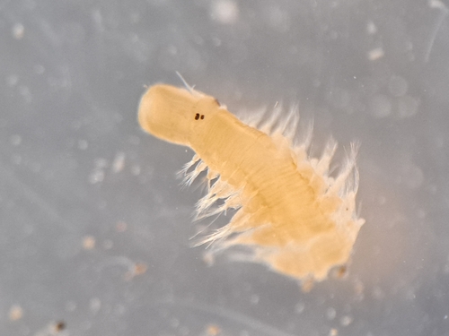 Ophiodromus pallidus