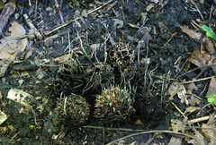 Xylaria liquidambar