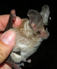 Macrotus californicus