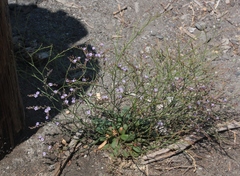 Limonium duriusculum