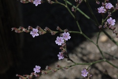 Limonium duriusculum