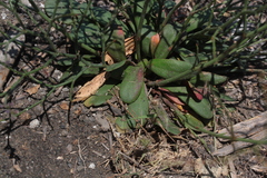 Limonium duriusculum