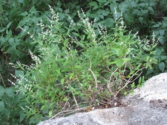 Buddleja racemosa