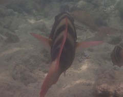 Chlorurus troschelii