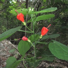 Malvaviscus arboreus drummondii
