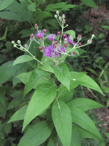 Western Ironweed