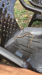 Mastigodryas boddaerti