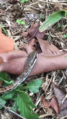 Mastigodryas boddaerti