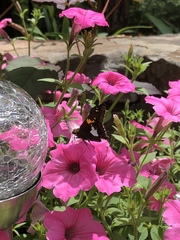 Epargyreus clarus clarus