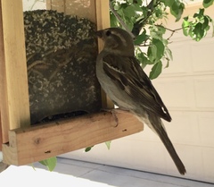 Passer domesticus