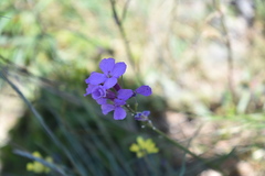 Erysimum linifolium