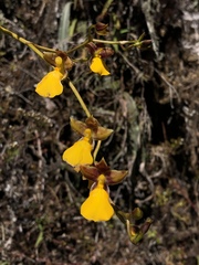 Cyrtochilum aureum