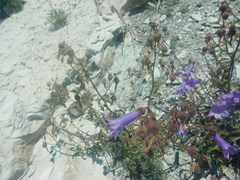 Campanula komarovii