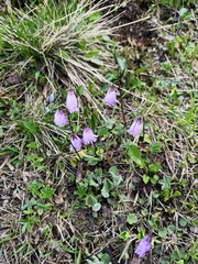 Soldanella pusilla