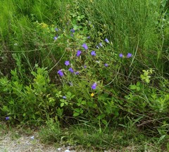 Campanula medium