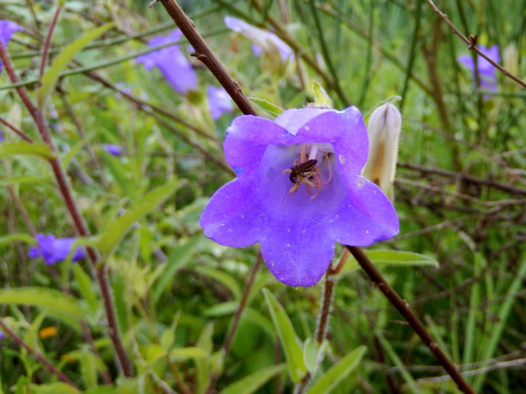 Campanula medium, 43040 Rizzone, Province of Parma, Italy