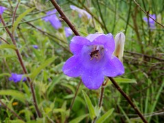 Campanula medium
