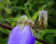 Campanula medium