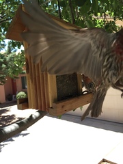 Haemorhous mexicanus