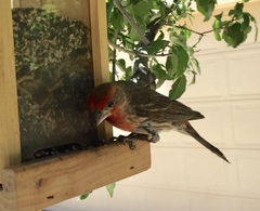 Haemorhous mexicanus