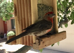 Haemorhous mexicanus