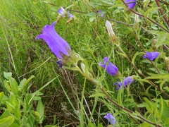Campanula medium