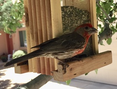 Haemorhous mexicanus