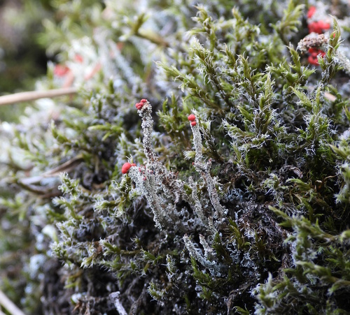 Flörkes Scharlachflechte