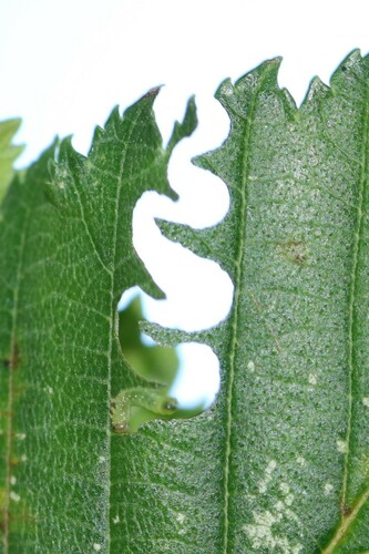 Elm Zigzag Sawfly, Zeewolde, Nederland, photo 6 of 10