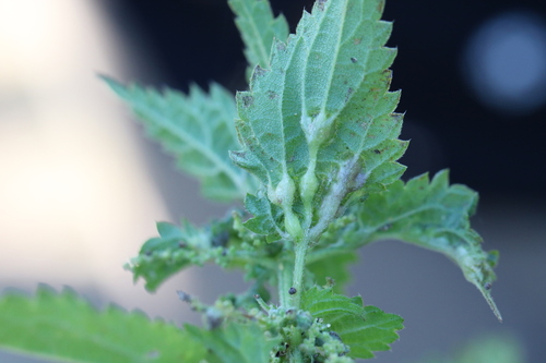 Nettle Pouch Gall Midge, Zeewolde, Nederland, photo 6 of 10