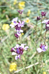 Erysimum linifolium