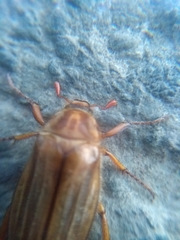 Amphimallon solstitiale