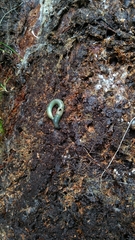 Aporrectodea smaragdina