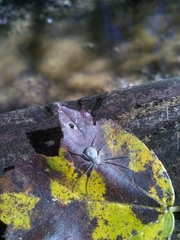 Araneae