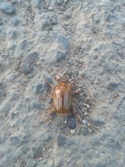 Amphimallon solstitiale