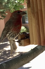 Haemorhous mexicanus