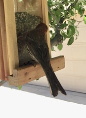 Haemorhous mexicanus