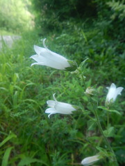 Campanula komarovii