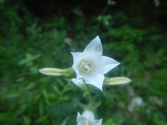 Campanula komarovii