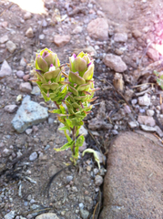 Orthocarpus cuspidatus cryptanthus
