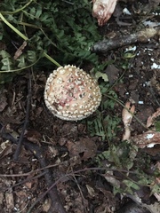 Amanita