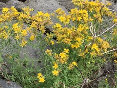 Hypericum perforatum