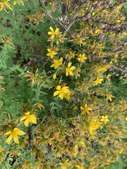 Hypericum perforatum