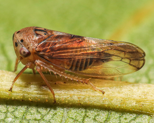 Pediopsoides sharmai